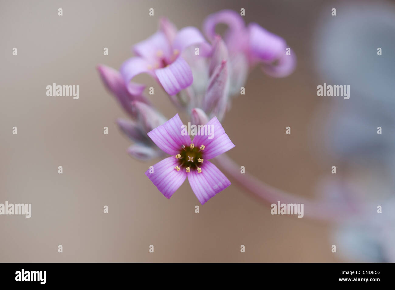 Kalanchoe pumila. Dwarf kalanchoe. Flower Dust Plant Stock Photo - Alamy