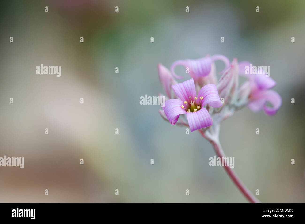 Kalanchoe pumila. Dwarf kalanchoe. Flower Dust Plant Stock Photo - Alamy