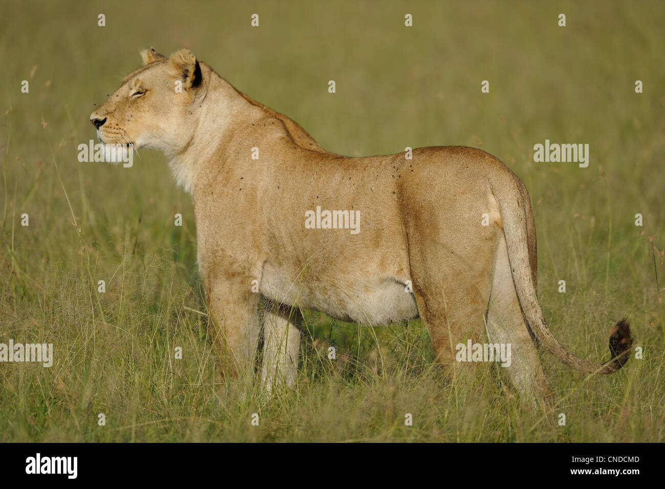 East African Lion