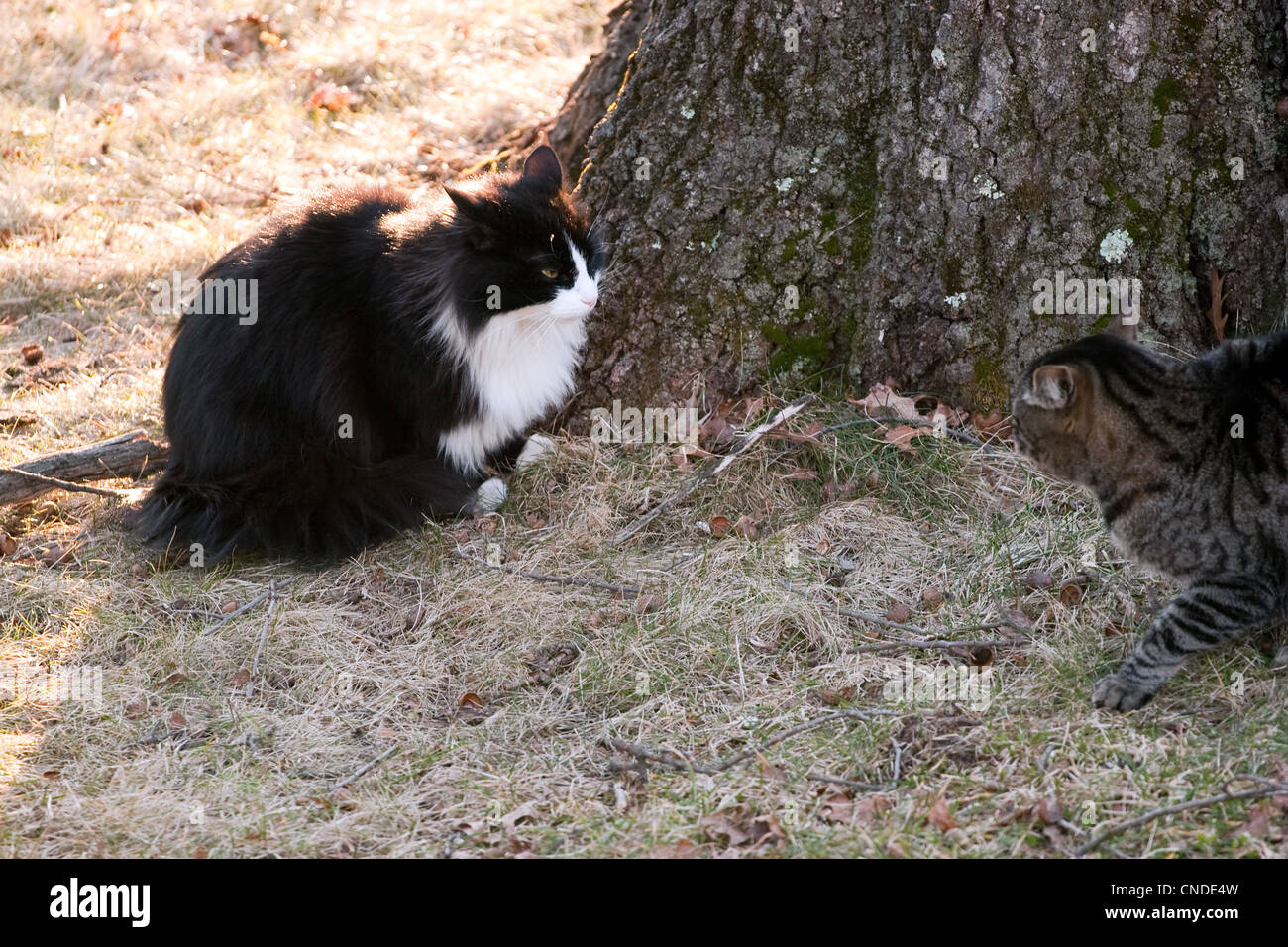 Two outdoor cats staring each other down while having a territorial