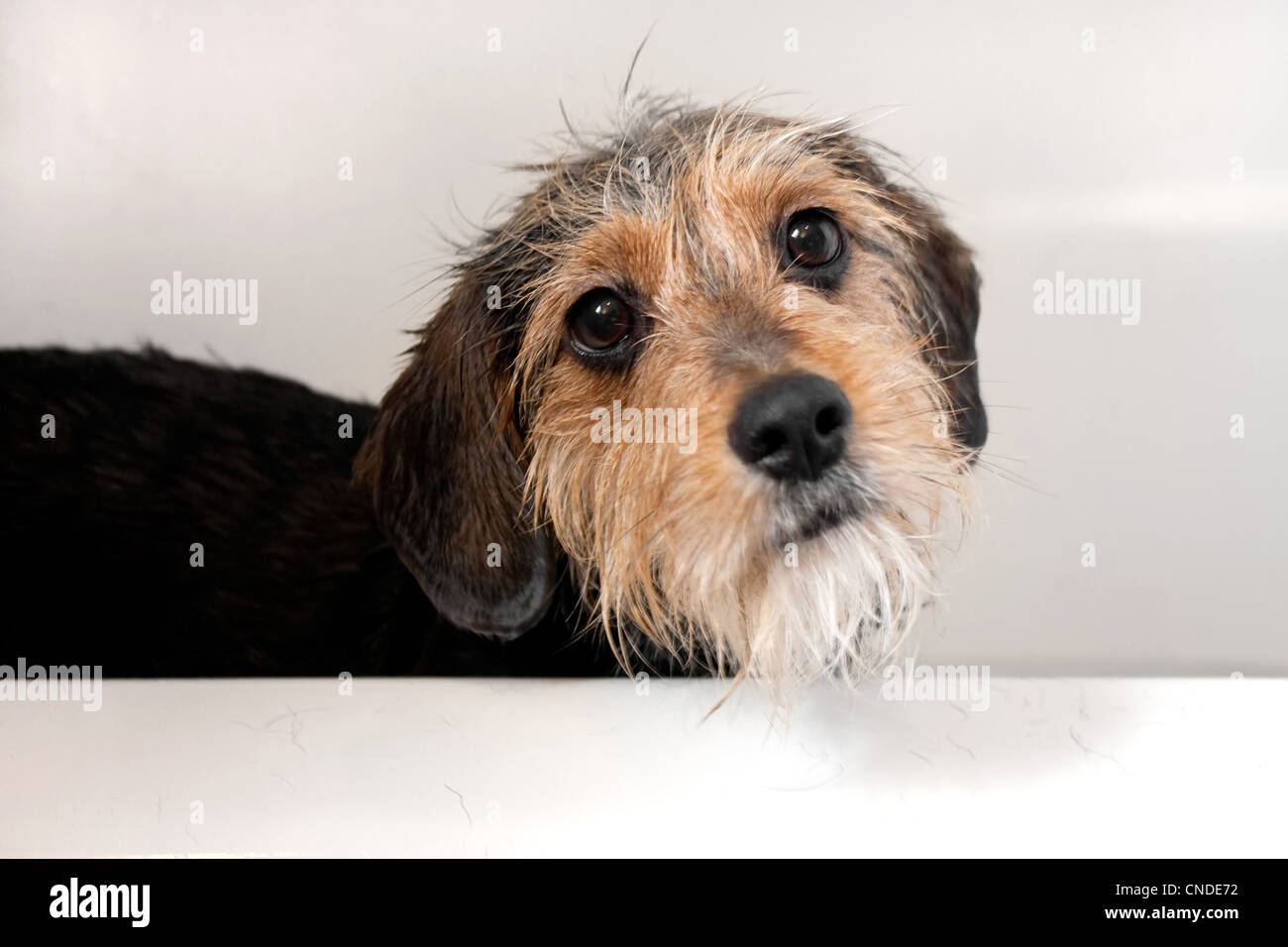 Wire fox terrier beagle mix 2025
