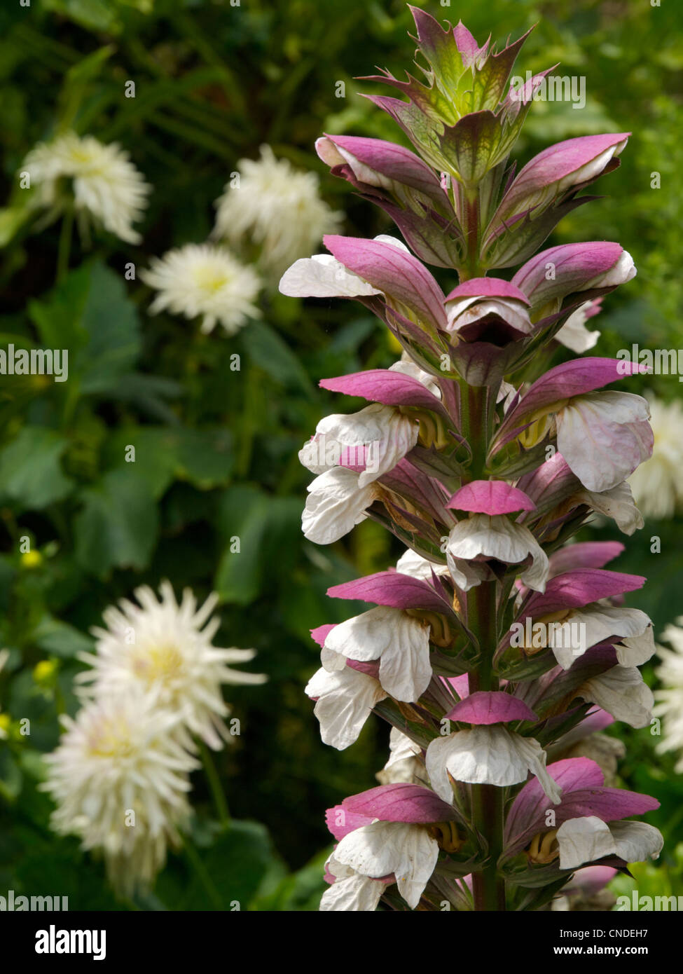 Acanthus spinosus and white Dahlias in a summer garden Stock Photo