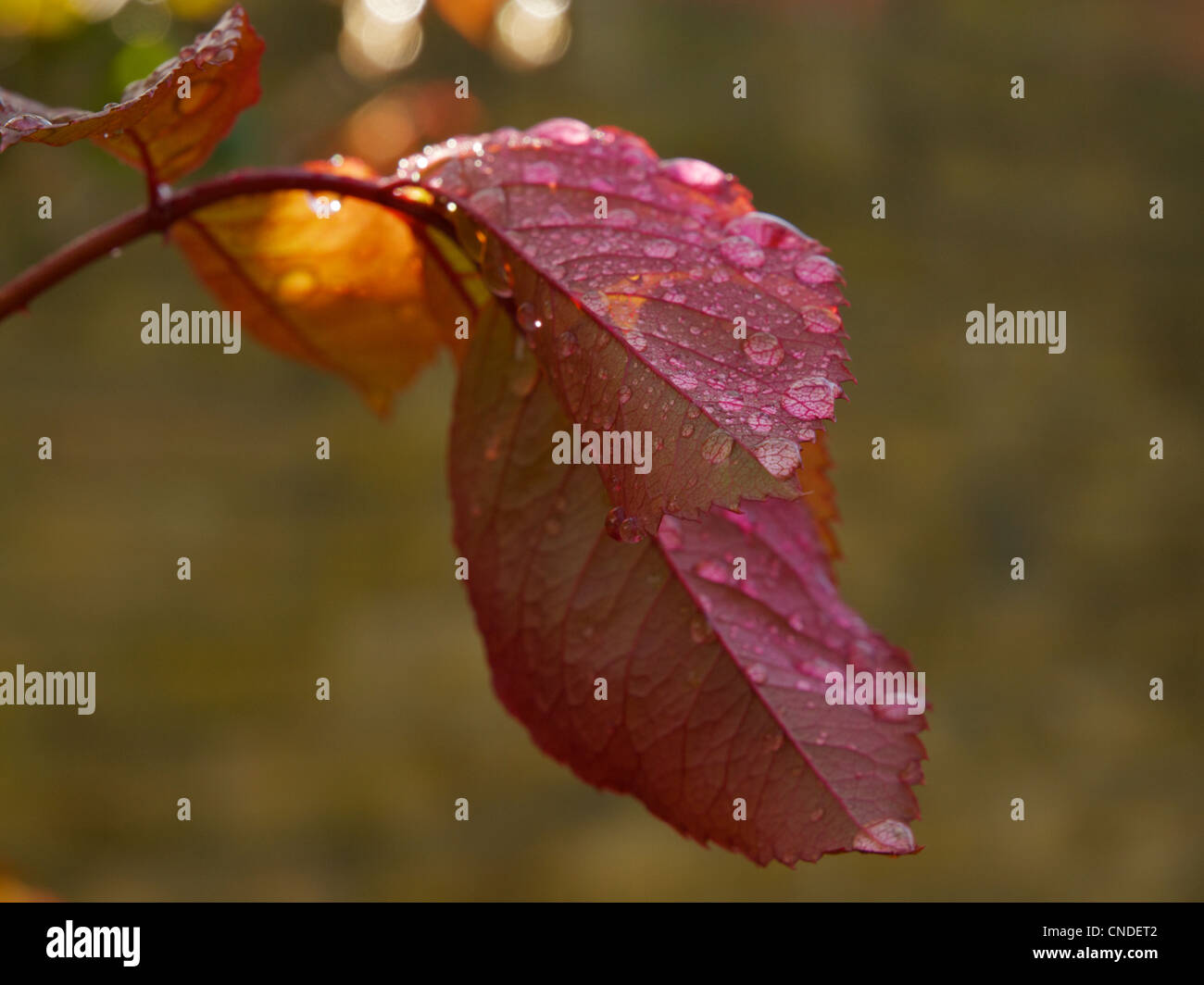 Raindrops and sunlight on rose leaves with distinct refractions Stock Photo