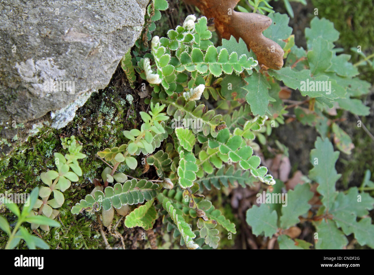 Rusty back fern growing from limestone outcrop on wooded hillside in Northern Greece Stock Photo