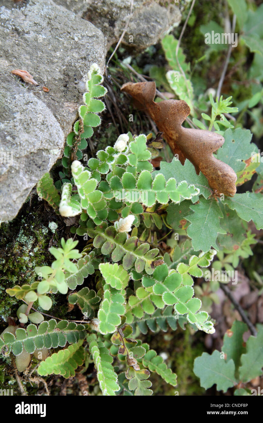 Rusty back fern on hillside in Northern Greece Stock Photo