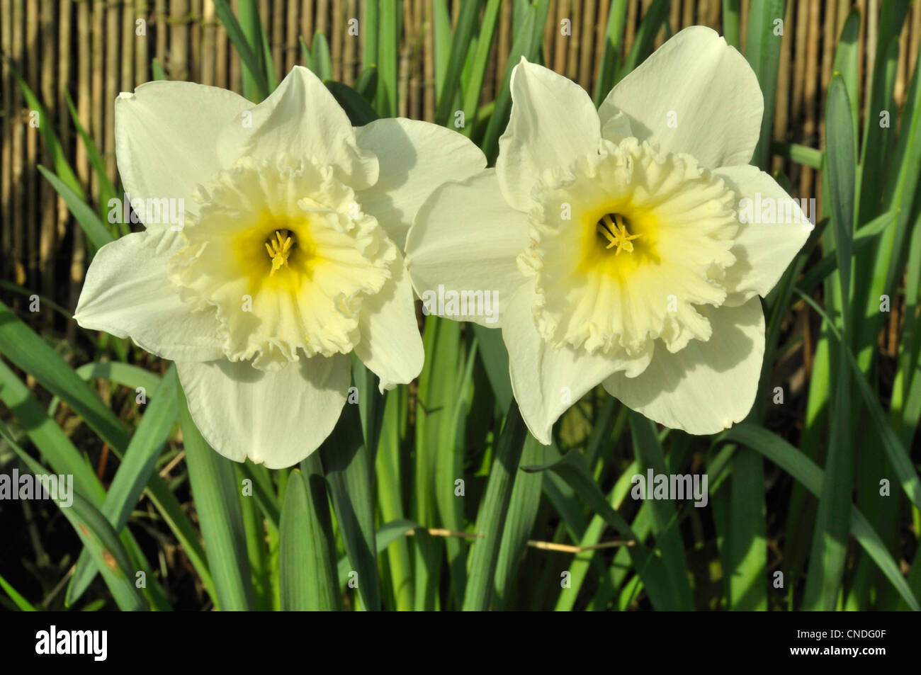 Narcisse à grande couronne hi-res stock photography and images - Alamy