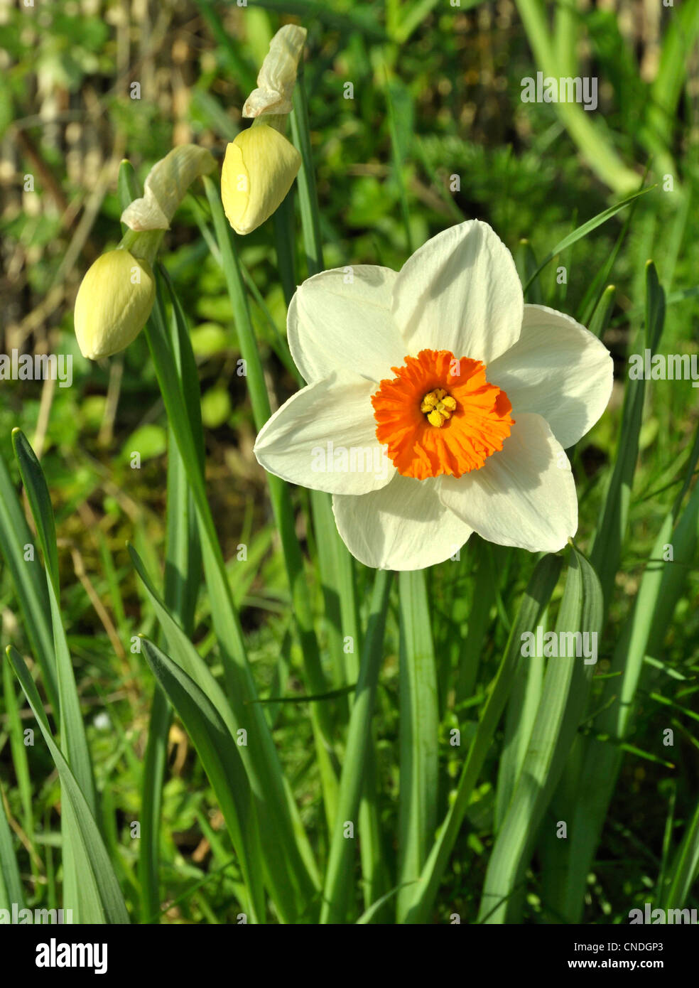 Daffodil Narcissus Kilworth (Narcissus sp). Stock Photo