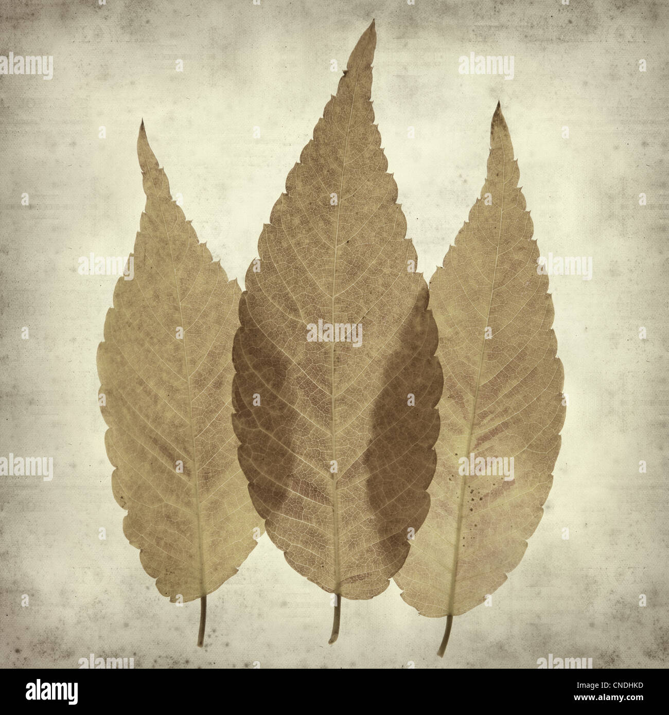 textured old paper background with colorful autumn leaf Stock Photo - Alamy
