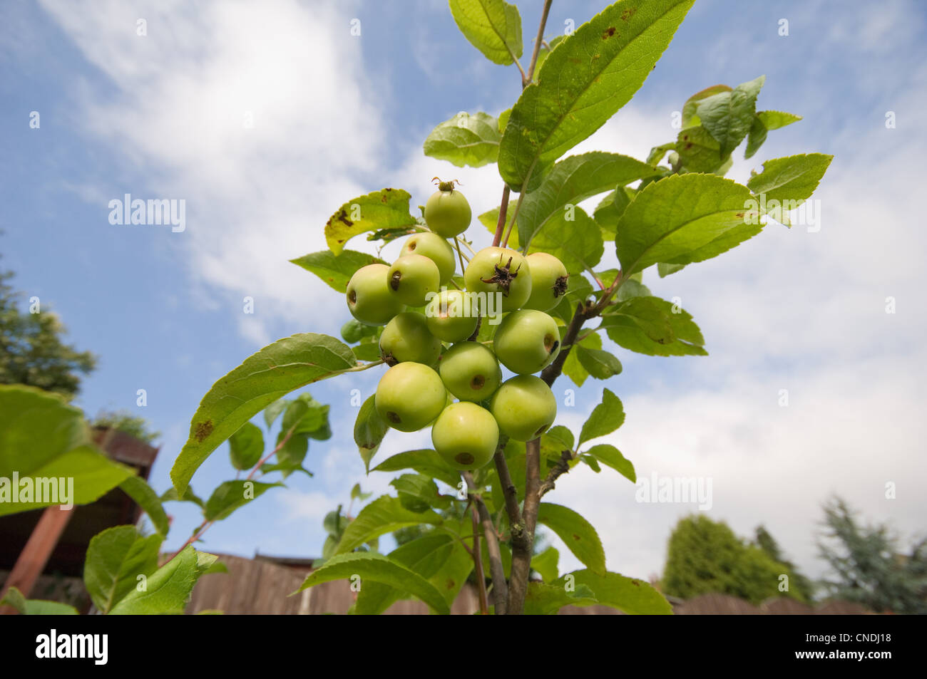 Apples growing on a tree Stock Photo - Alamy