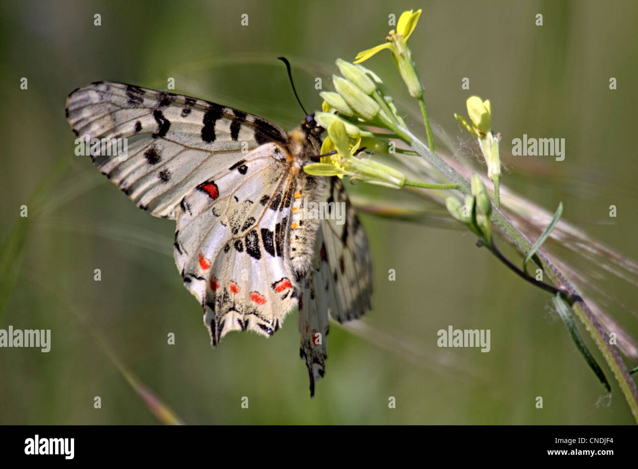 Eastern festoon butterfly in Northern Greece Stock Photo Alamy