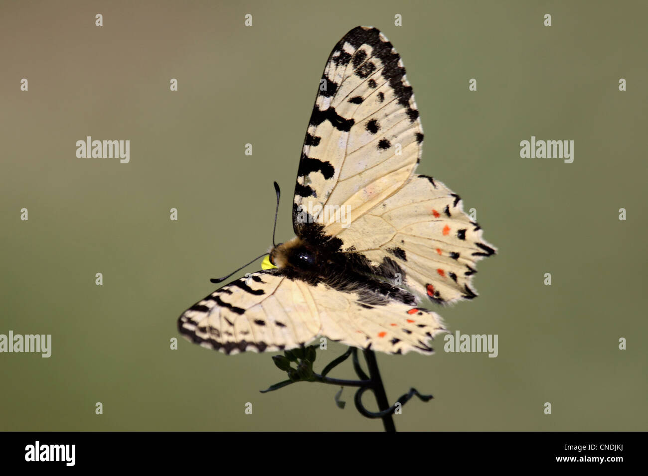 Eastern festoon butterfly in Northern Greece Stock Photo Alamy