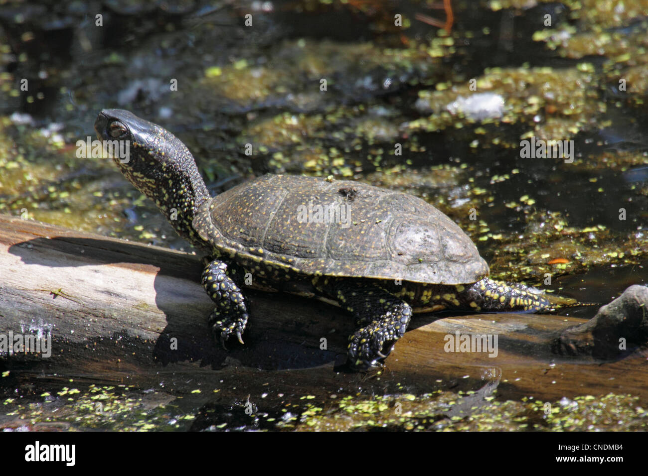 European pond terrapin hi-res stock photography and images - Alamy