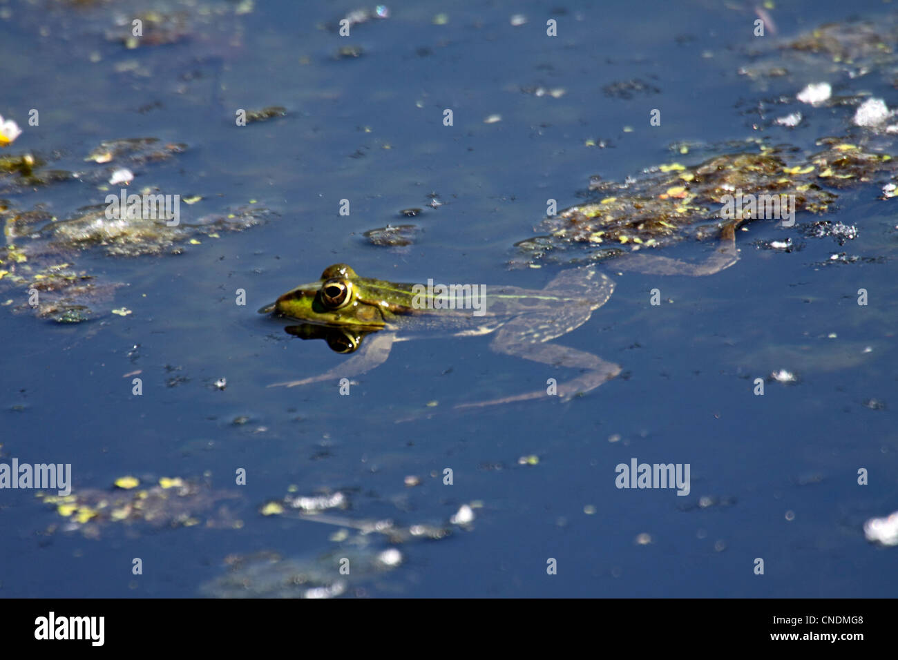 Greek marsh frog or March frog swimming in Northern Greece Stock Photo