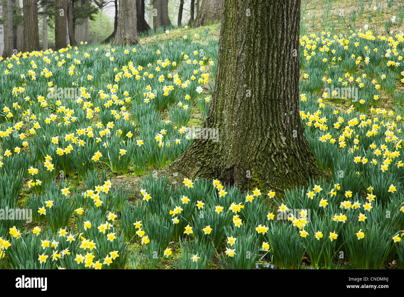 Daffodil Hill at Cleveland's Lakeview Cemetery Stock Photo Alamy