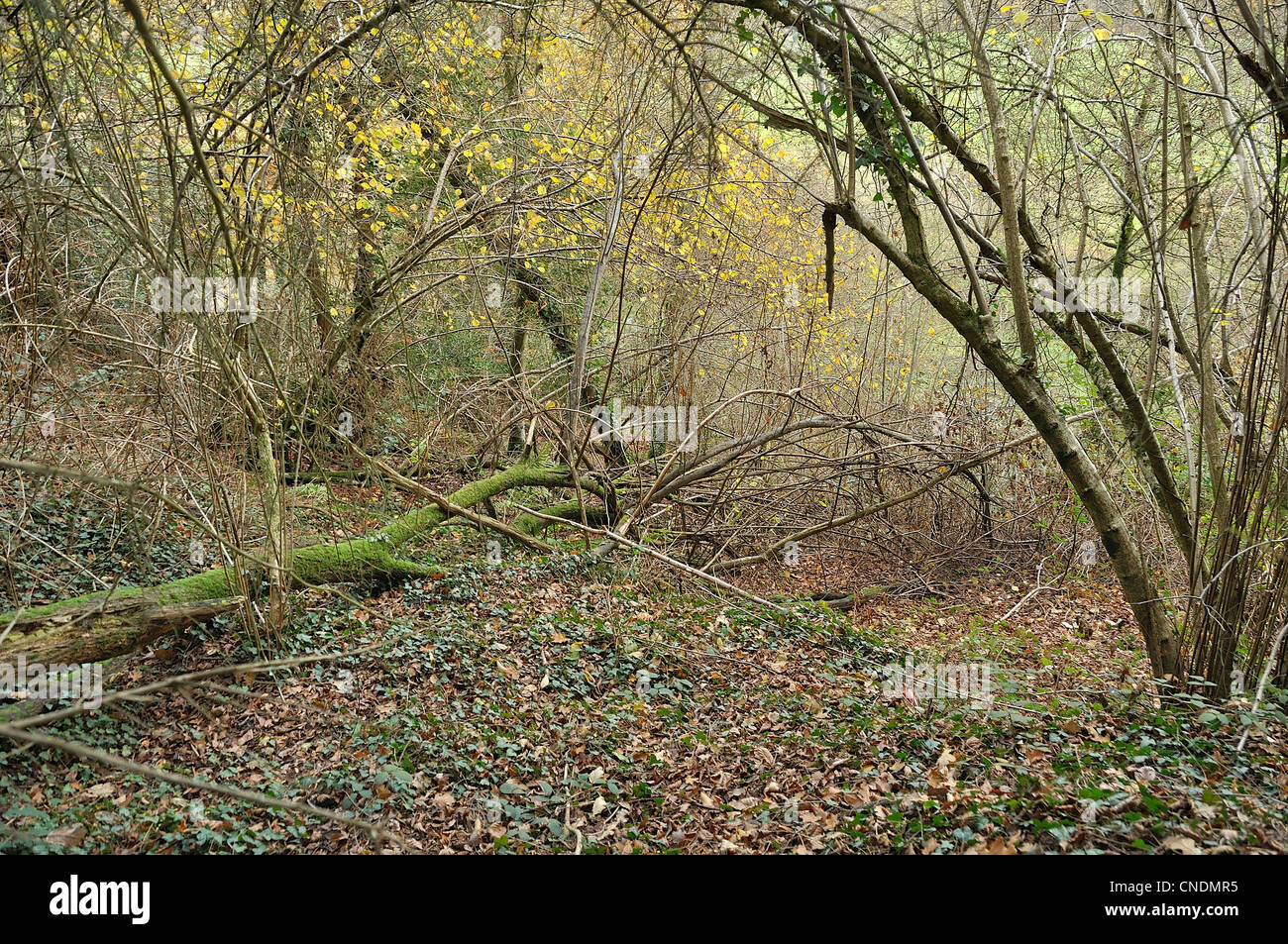 Tree decimated by a storm in a grove, in Low Normandy. Stock Photo