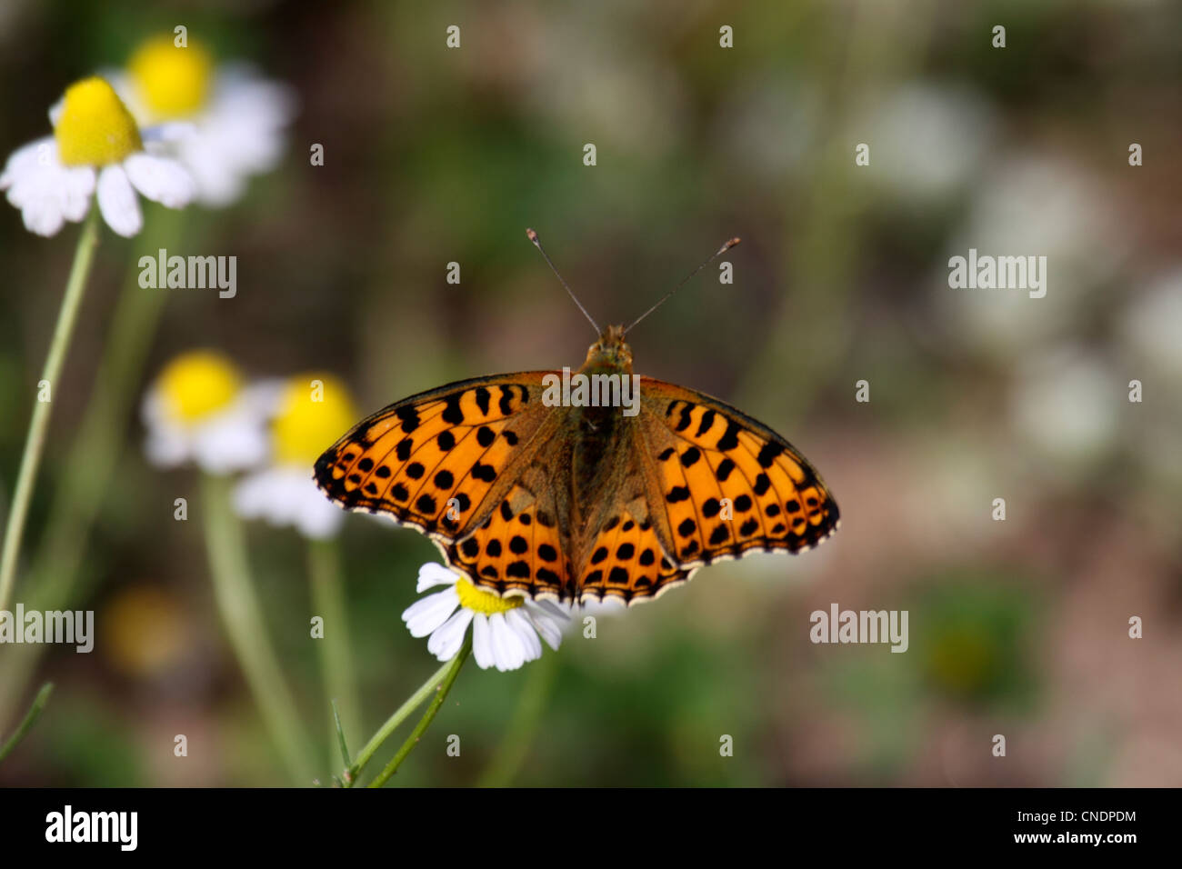 Queen of spain fritillary butterfly feeding with outstretched wings on flower in Northern Greece Stock Photo