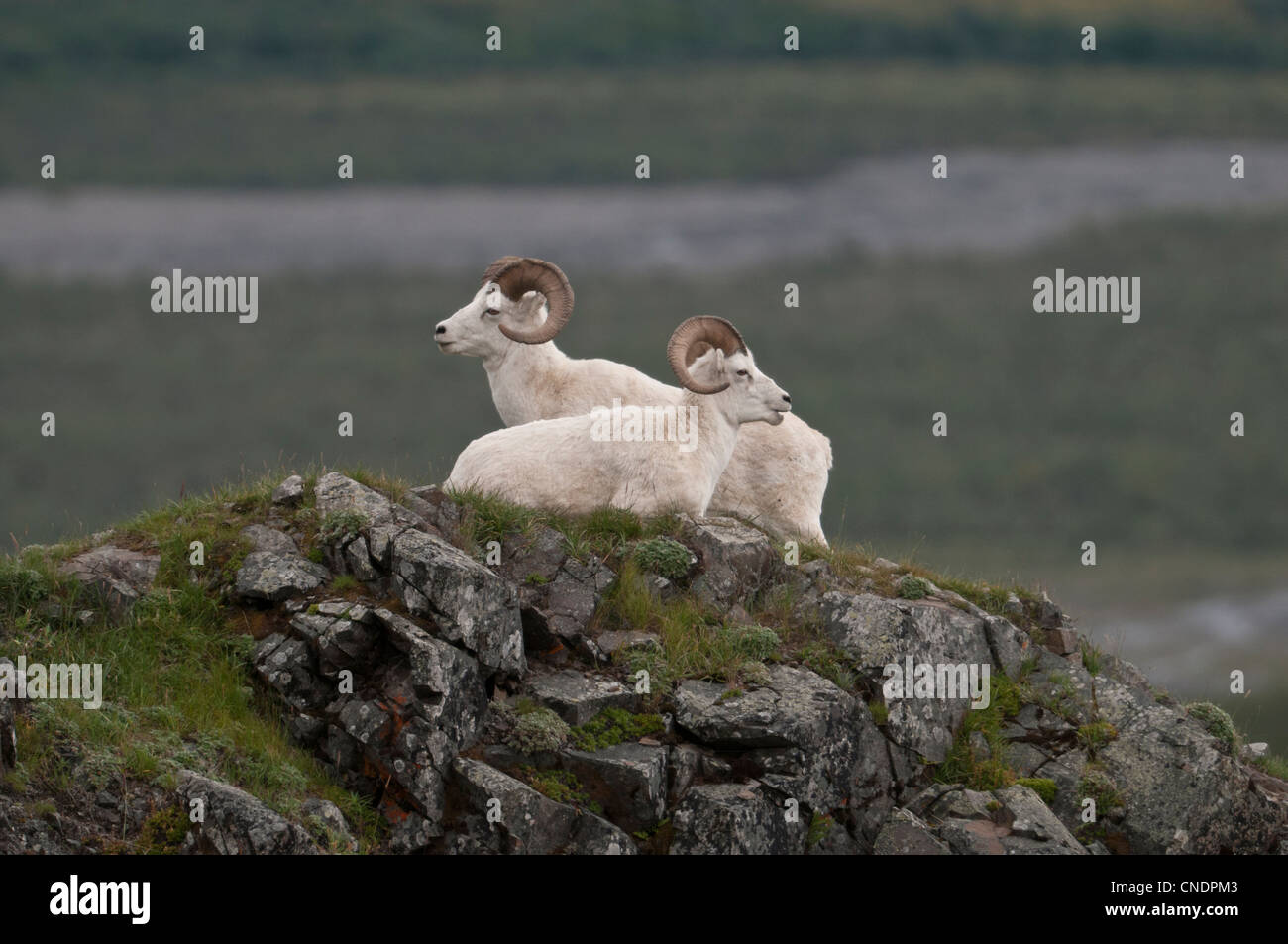 Dall Sheep Rams (Ovis dalli) rest on an outcropping of rock at Polychrome Pass, Denali National Park, Alaska. Stock Photo
