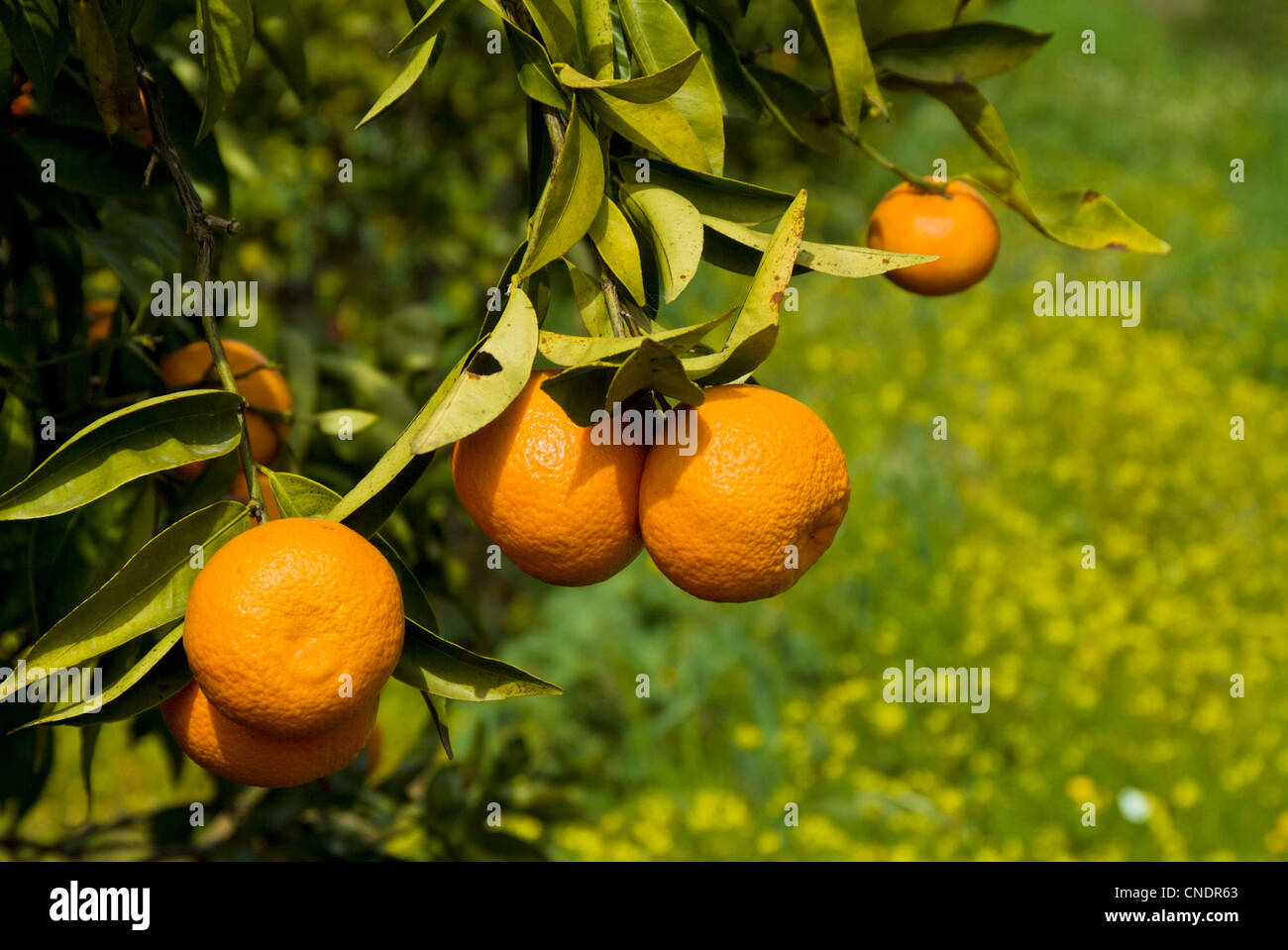 Oranges growing on trees in an orange grove Algarve Portugal EU Europe Stock Photo