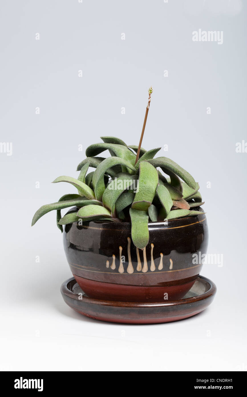 Gasteria glomerata in a pot and saucer made at the Taena Pottery Stock Photo