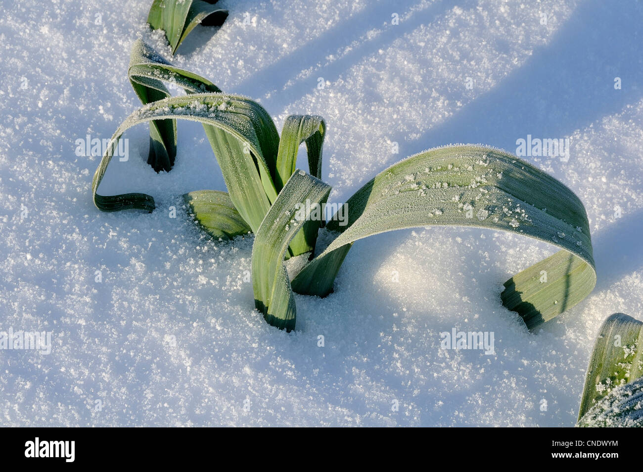 Leek (Allium porrum) in the snow, vegetable garden. Stock Photo