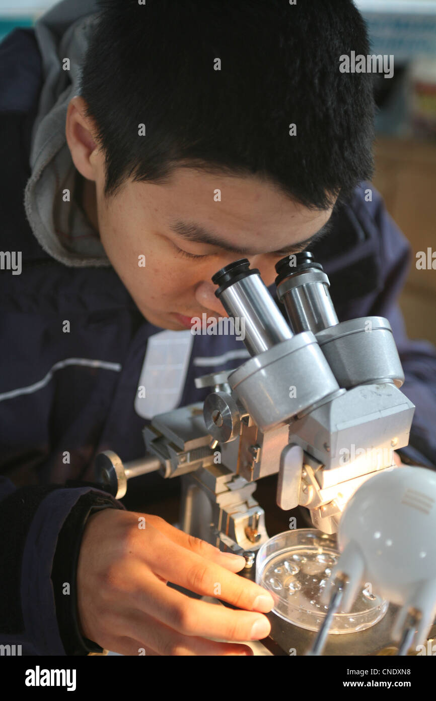 Marine Biology students using microscopes Stock Photo