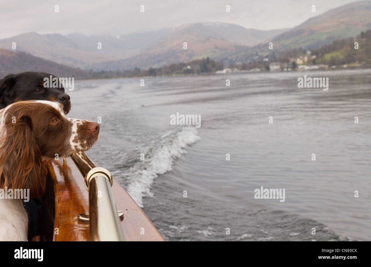 two dogs on a boat In the middle of the Lake, Lake Windermere, The Lake