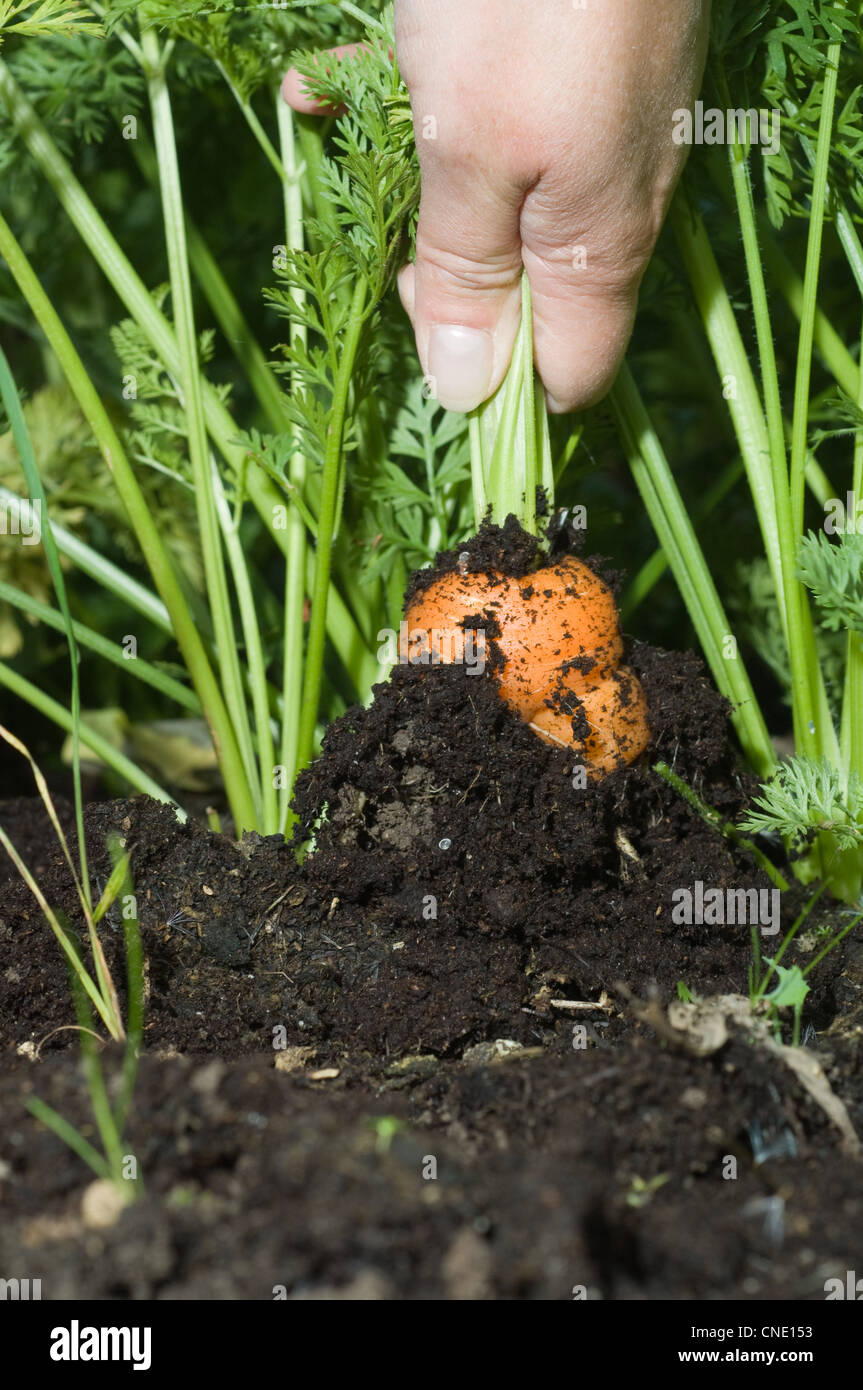 Naturally grown carrot being pulled up Stock Photo