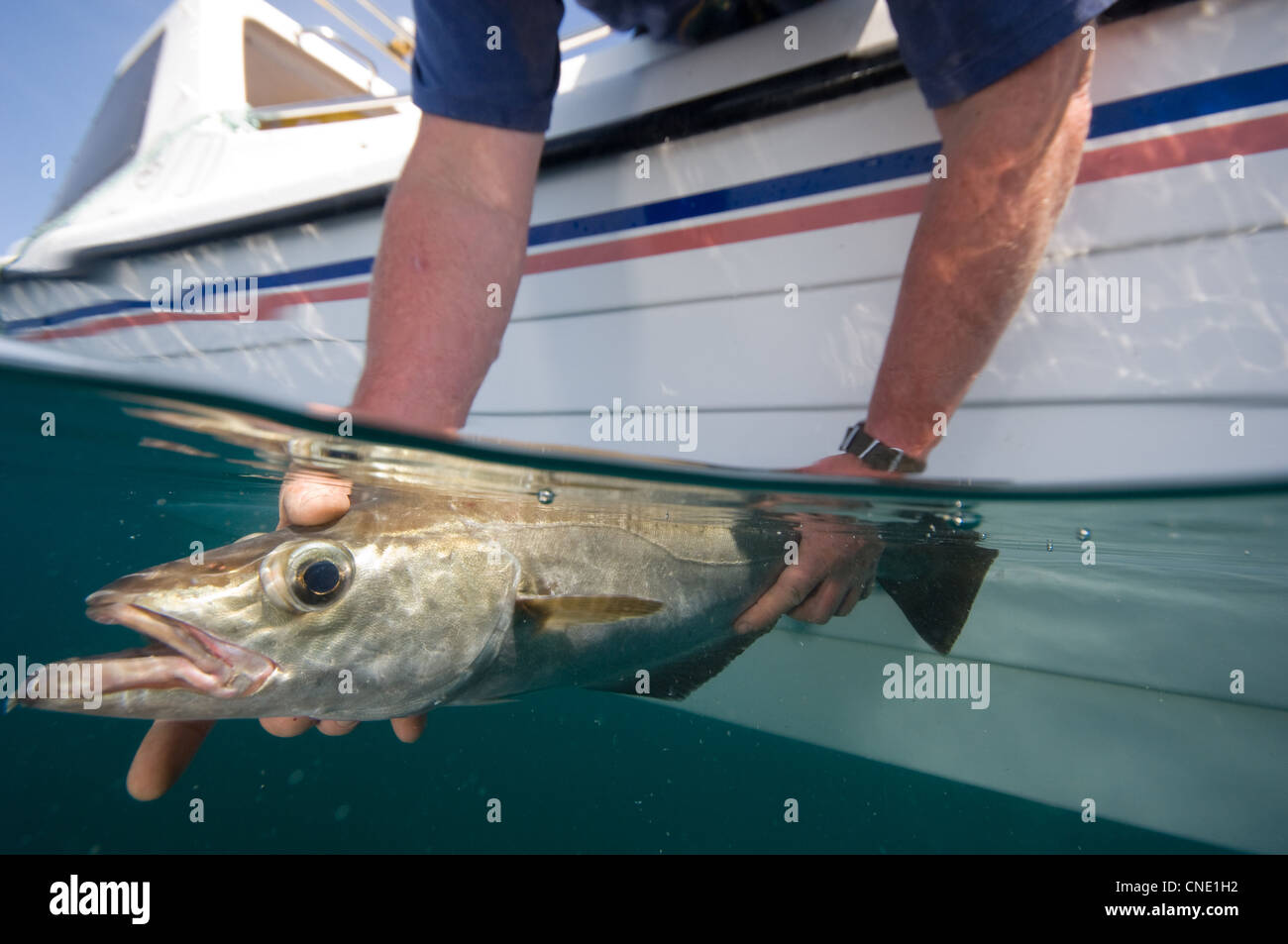 Pollock Rip Sea Sea angler releases a pollock Stock Photo - Alamy