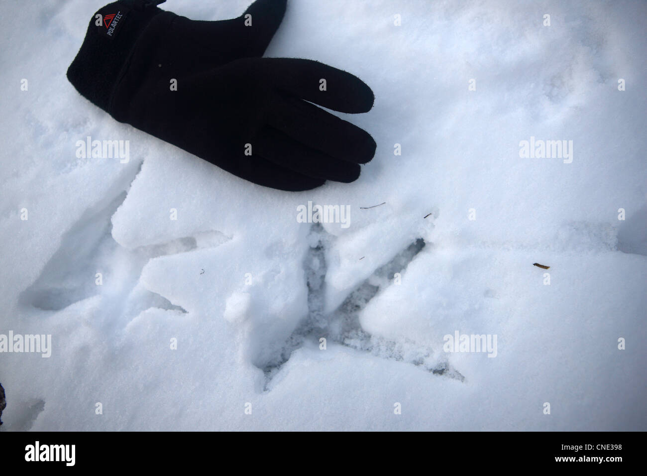 Sea eagle claw prints in the snow beside an adult glove to show the