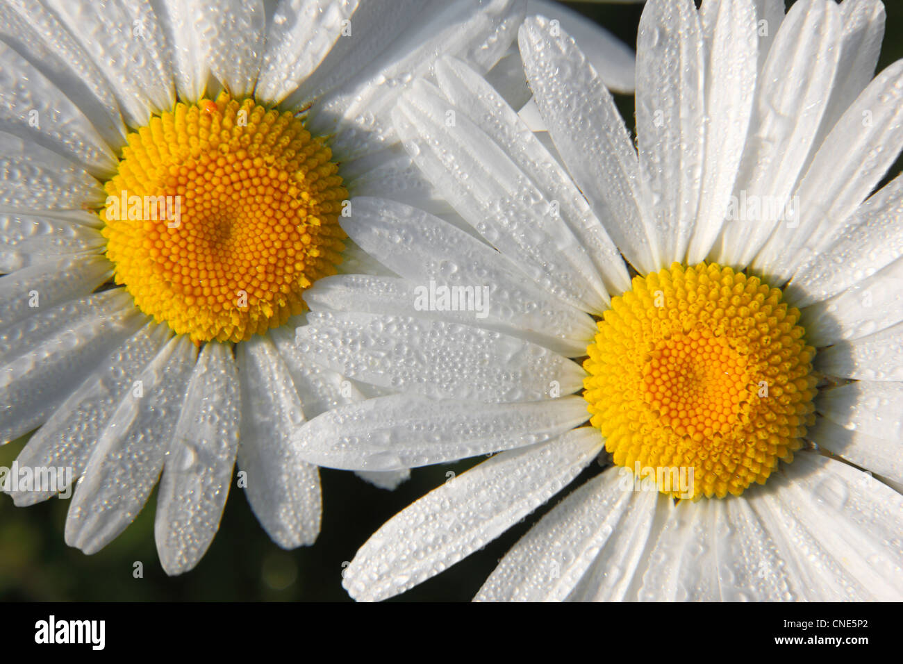 Daisies close up (chrysanthemum cinerariifolium) Stock Photo