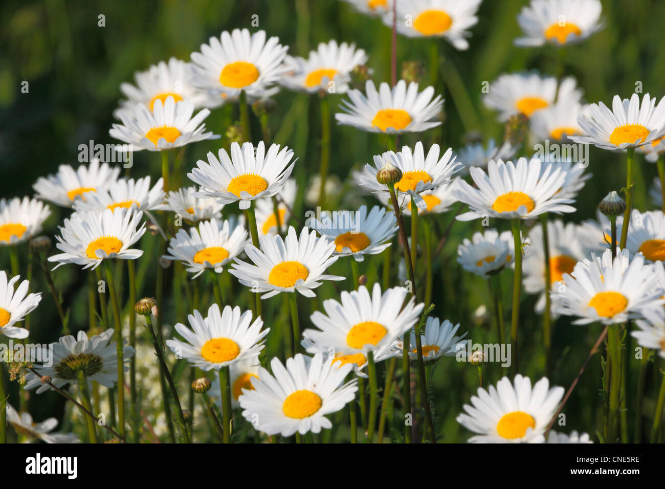 Daisies (chrysanthemum cinerariifolium) Stock Photo