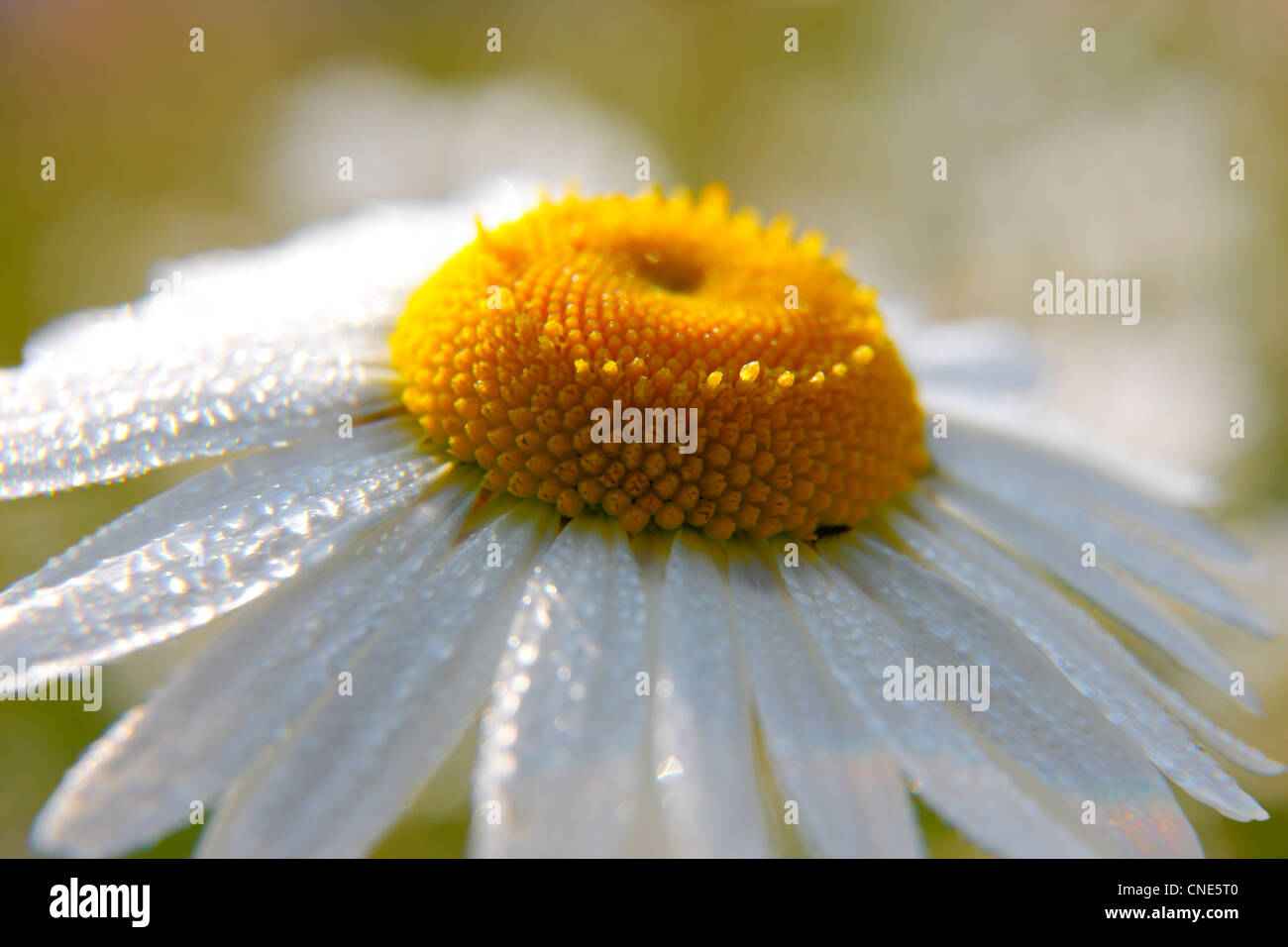 Marguerite close up - macro Stock Photo