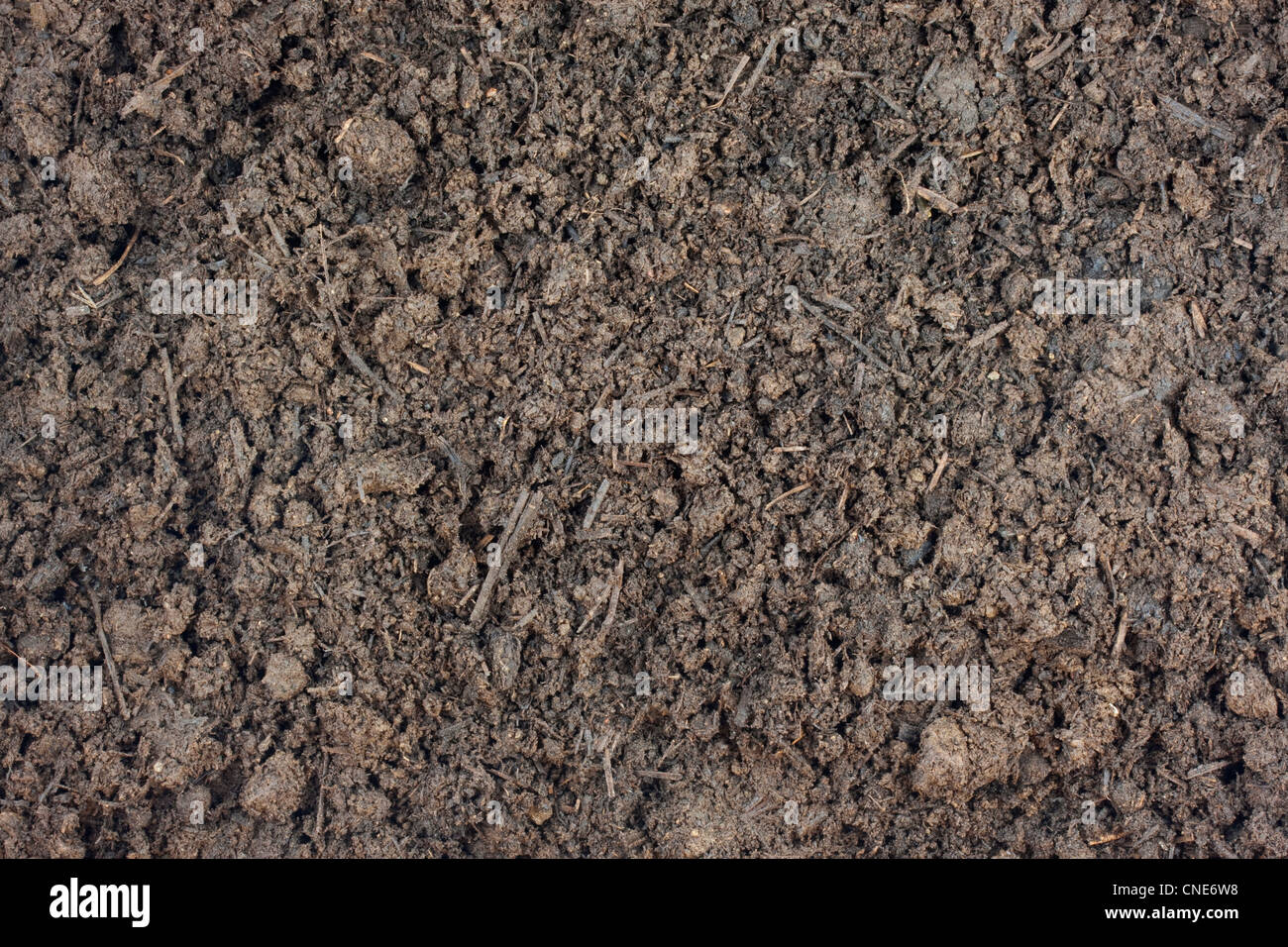 moist steer manure background with compost for gardening Stock Photo