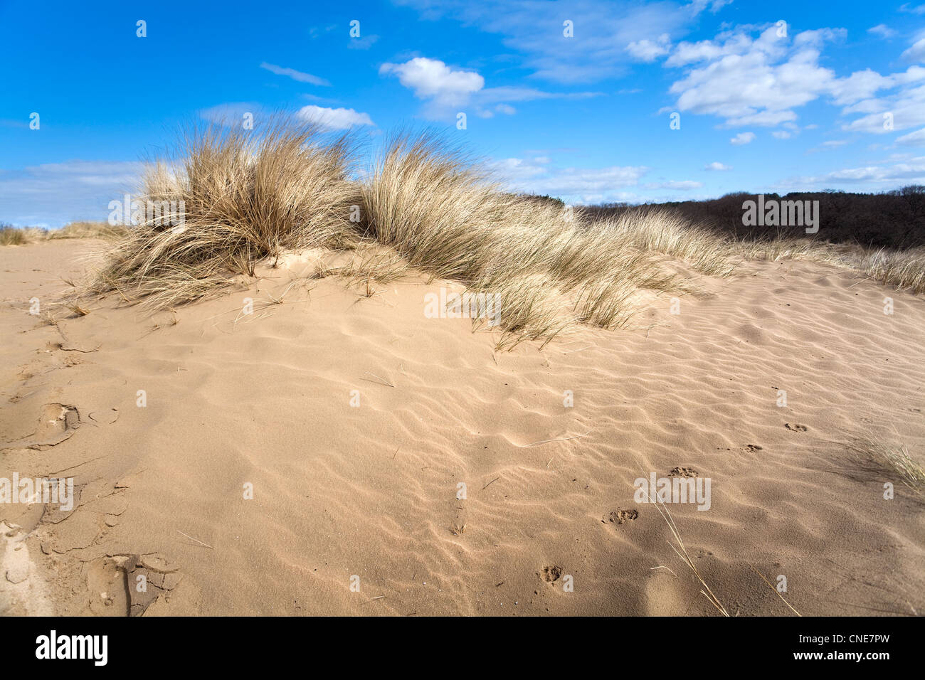 sandy dune with grass and blue sky with white clouds Stock Photo