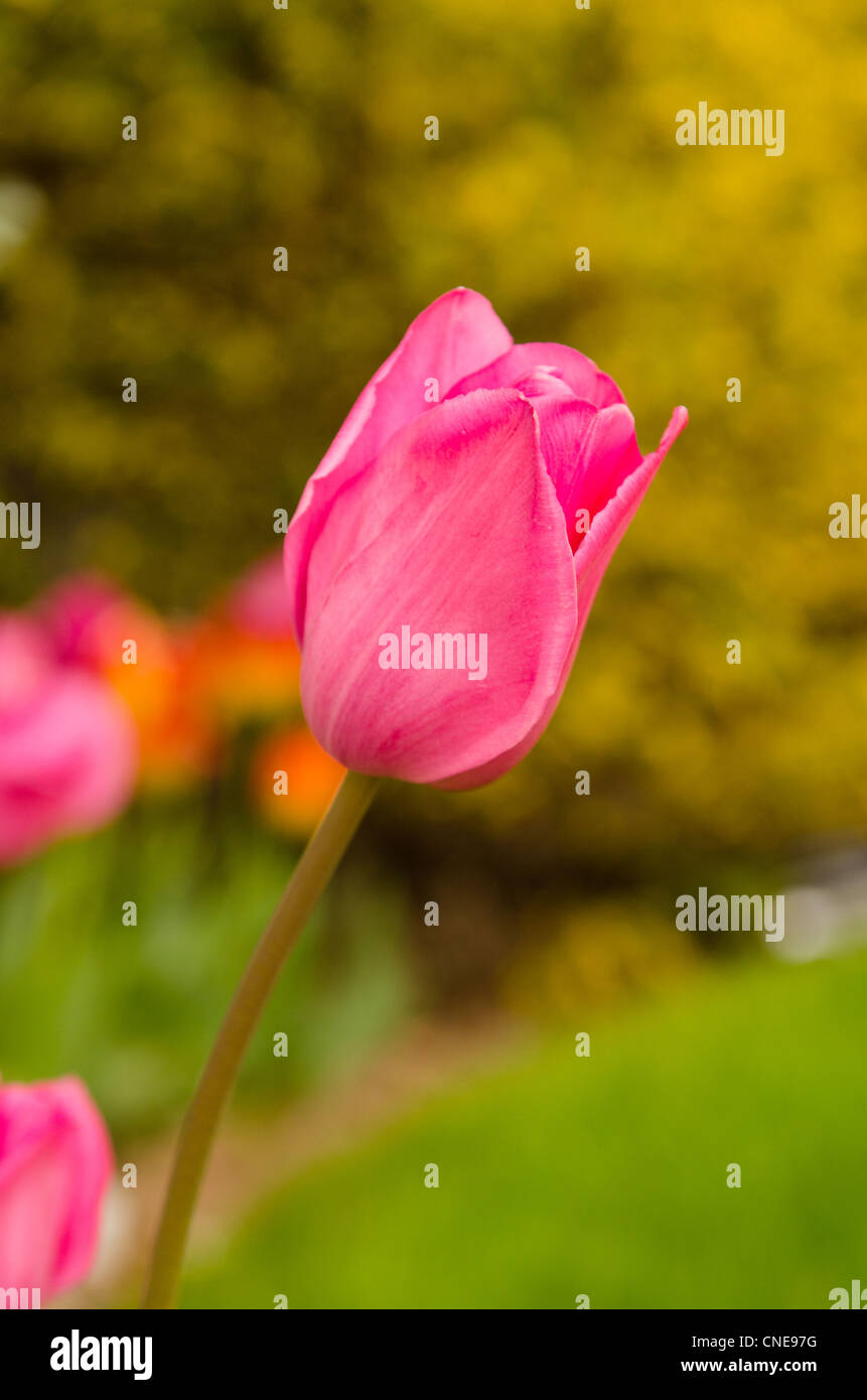 A close up photo of a Tulip Stock Photo - Alamy