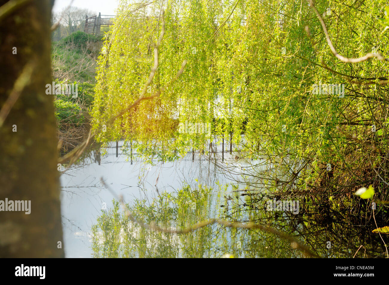 Spring Tree banks with Willow Stock Photo - Alamy