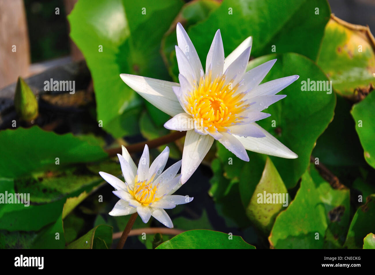 Water lilies in garden pond, Damnoen Saduak District, Ratchaburi Province, Thailand Stock Photo