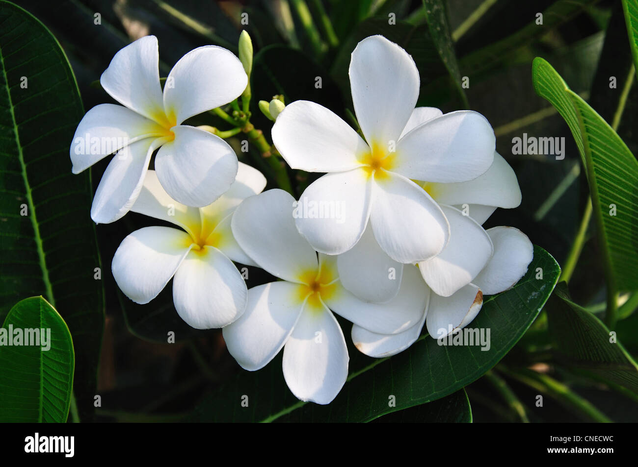 White Frangipani (Plumeria) flowers in gardens, Damnoen Saduak District, Ratchaburi Province, Thailand Stock Photo