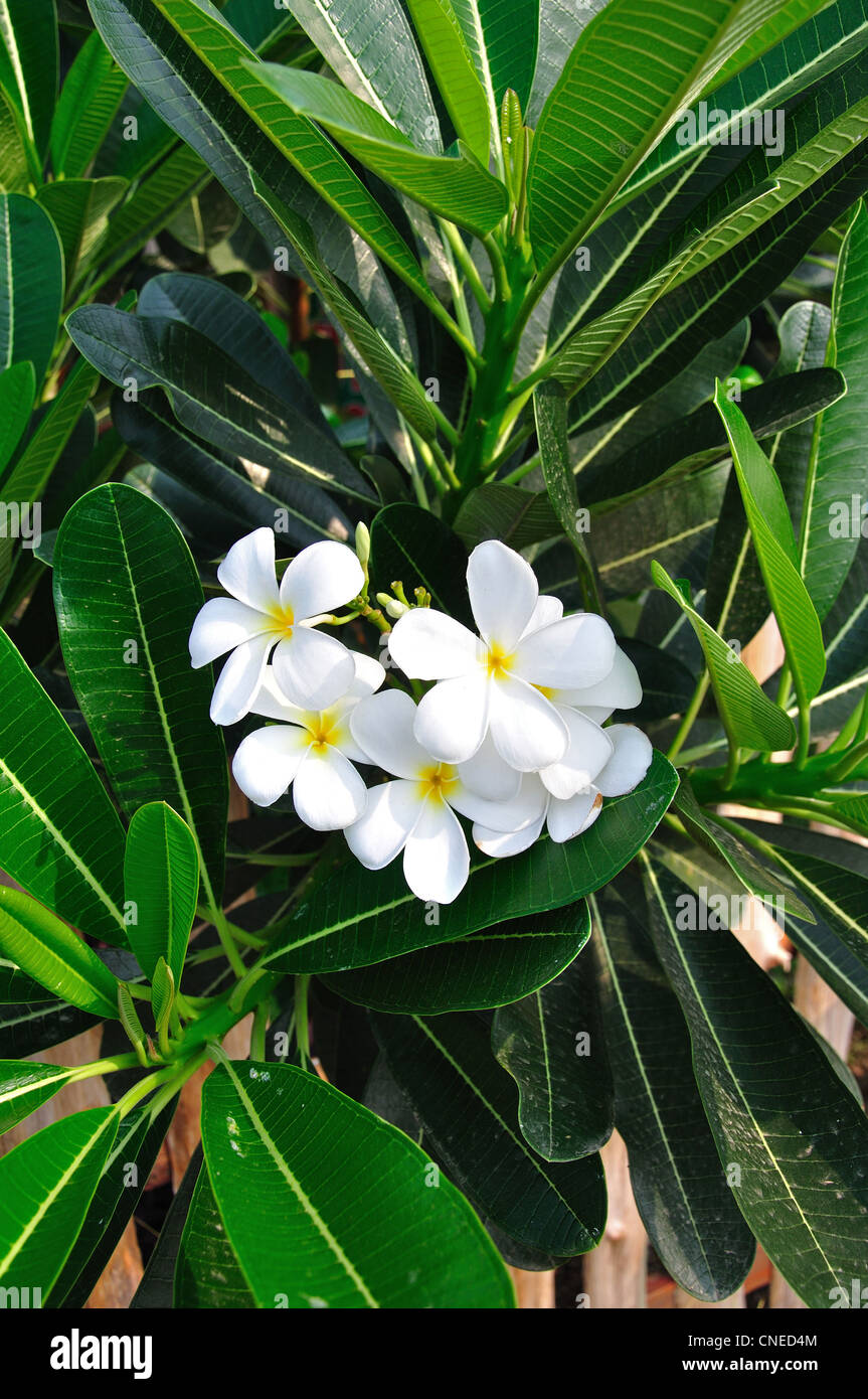 White Frangipani (Plumeria) flowers in gardens, Damnoen Saduak District, Ratchaburi Province, Thailand Stock Photo