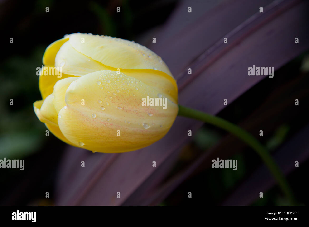 a tulip after the rain Stock Photo - Alamy