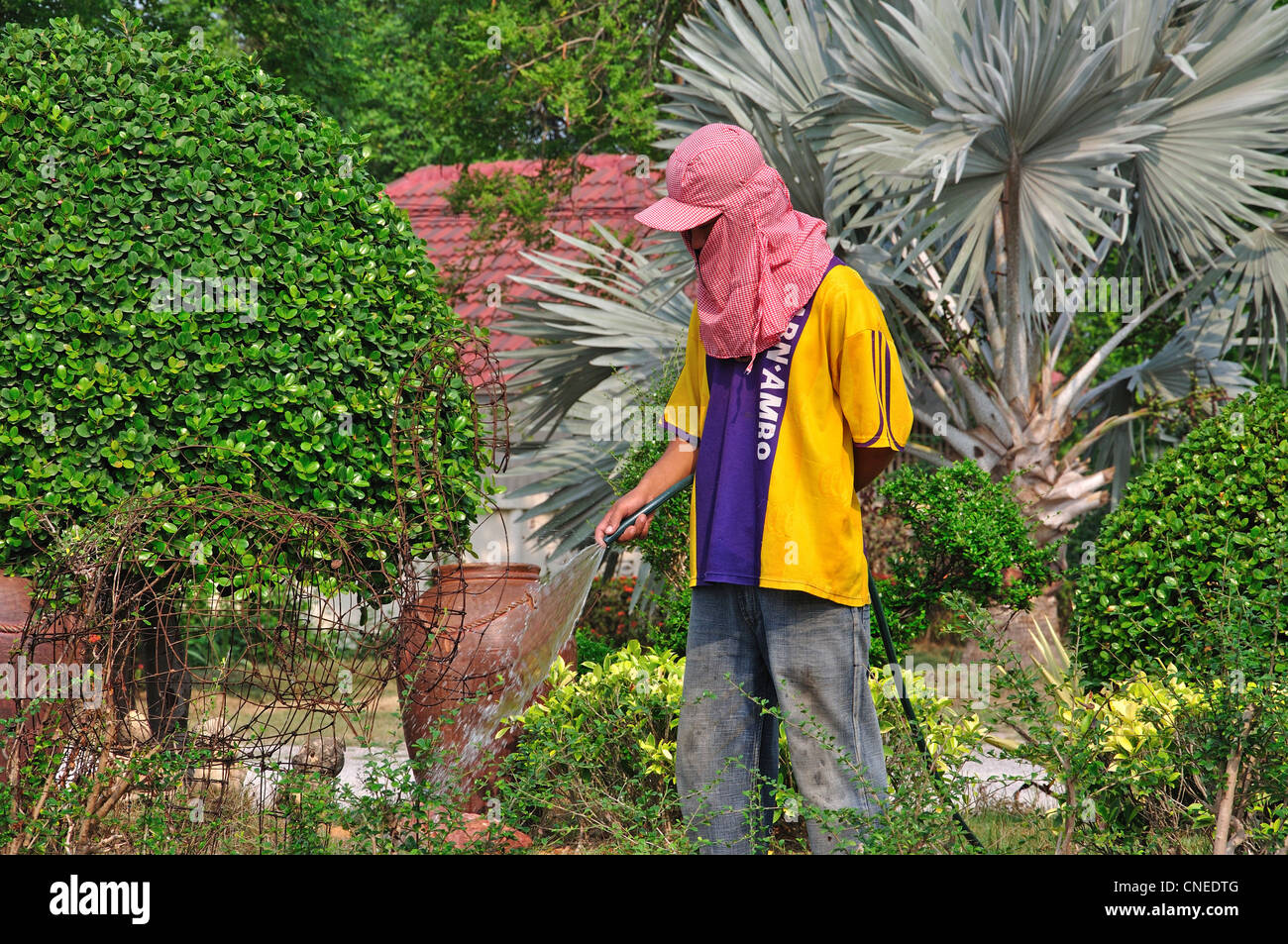 Southeast asian plants hi-res stock photography and images - Alamy