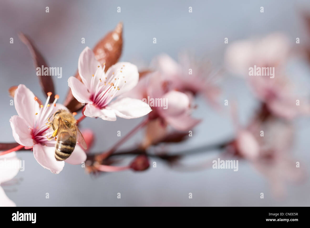 japanese cherry blossom Stock Photo