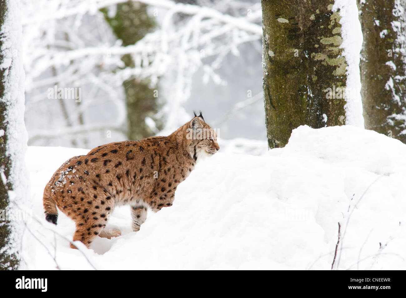 lynx in winter snow Stock Photo
