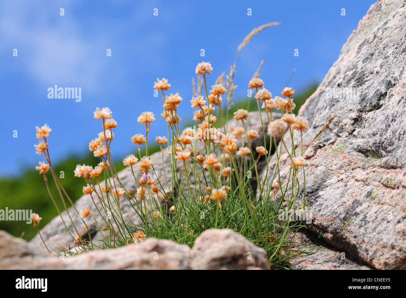 Southsweden hi-res stock photography and images - Alamy
