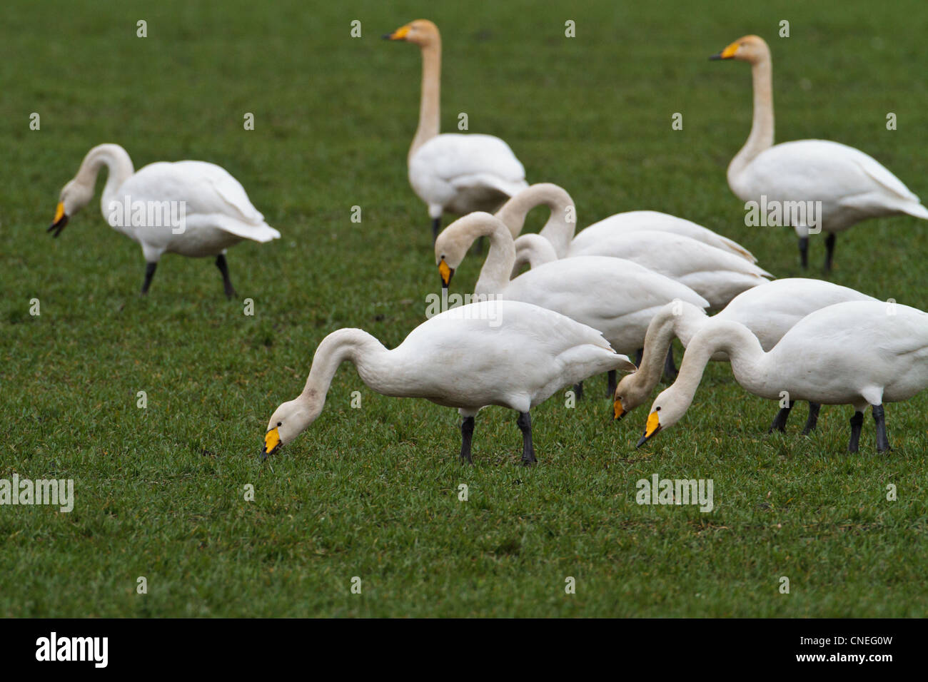 Flock of Whooper Swans (Cygnus cygnus) feeding on winter wheat field, Cambridgeshire Stock Photo