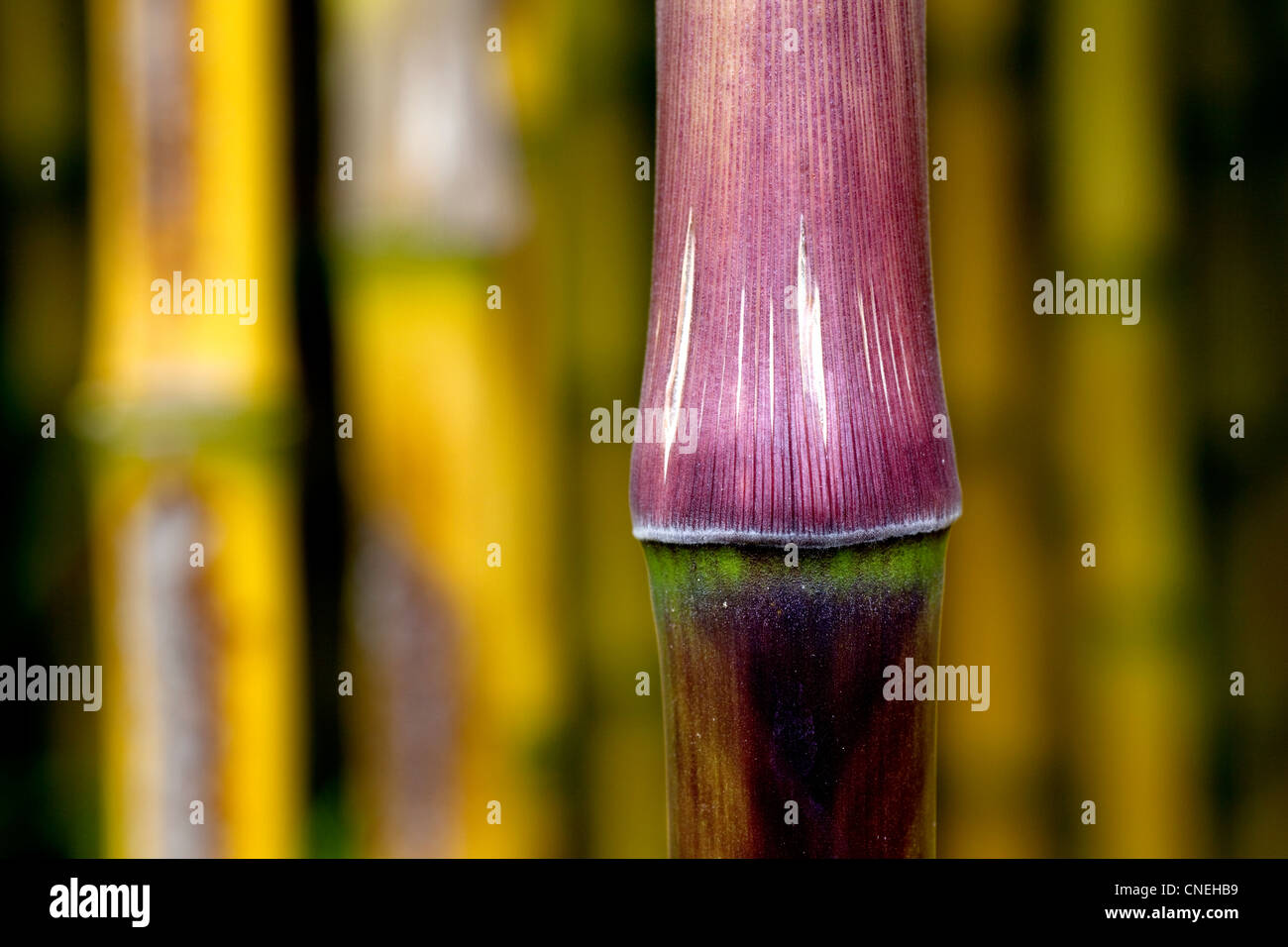 Close up portrait of Bamboo at Trebah Garden, Cornwall. Stock Photo
