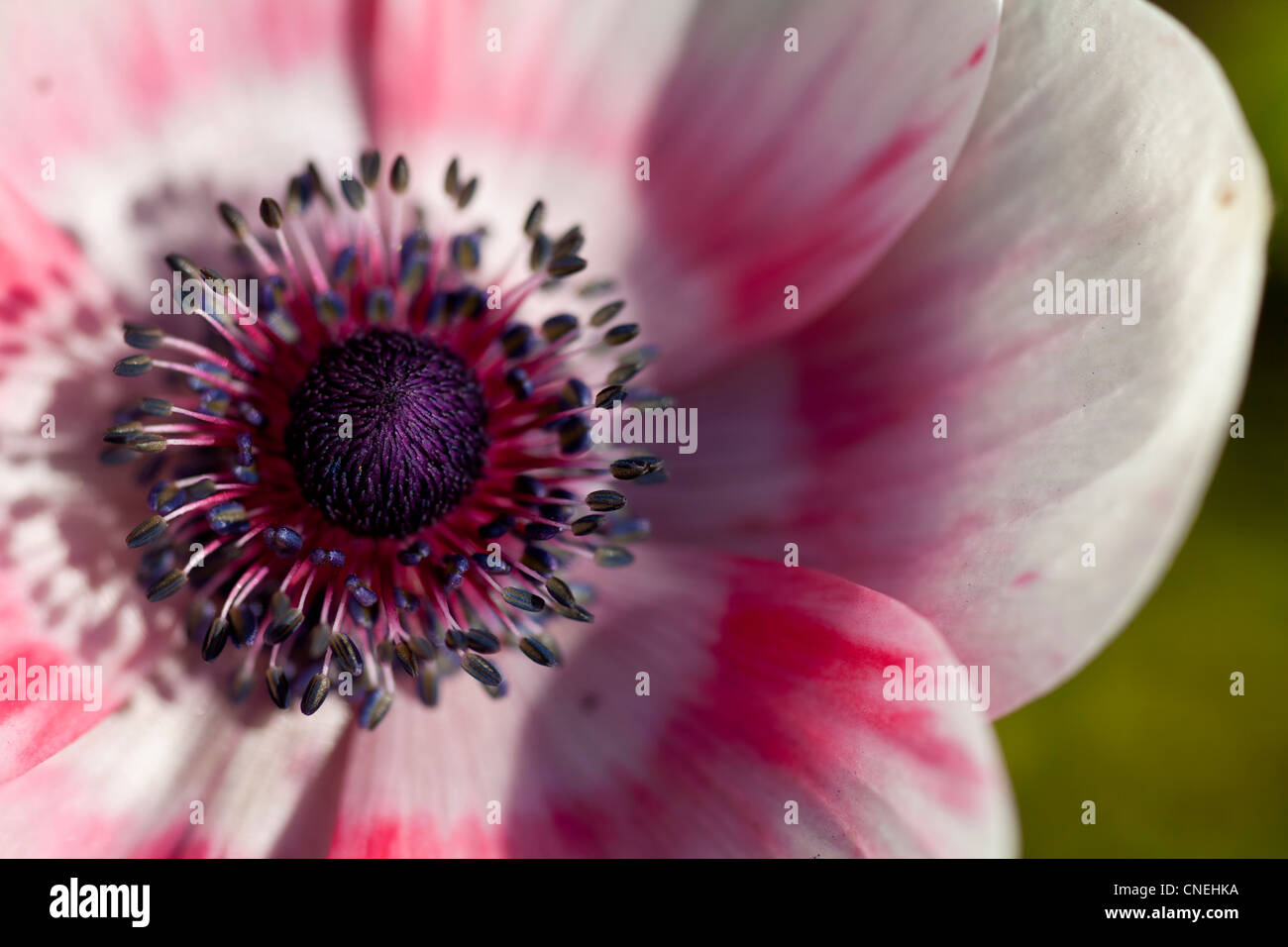 Close-up detail of pink and white anemone flower. Stock Photo
