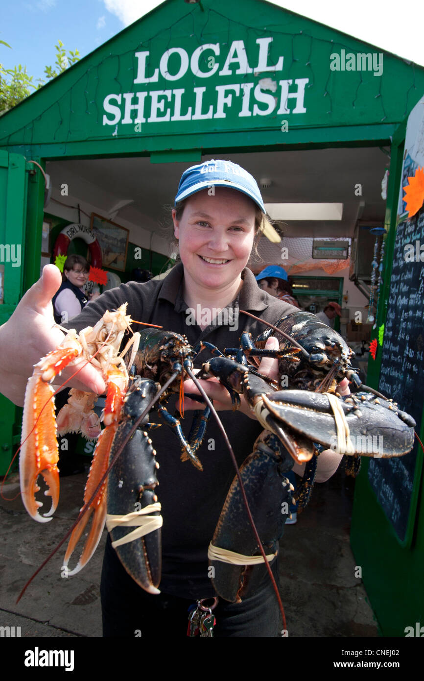 Locally caught lobster for sale in Oban , Scotland Stock Photo Alamy