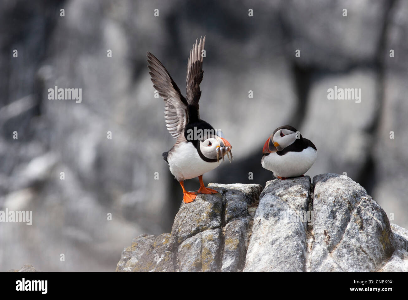 Puffins on the Isle of May in The Firth of Forth , Scotland Stock Photo Alamy