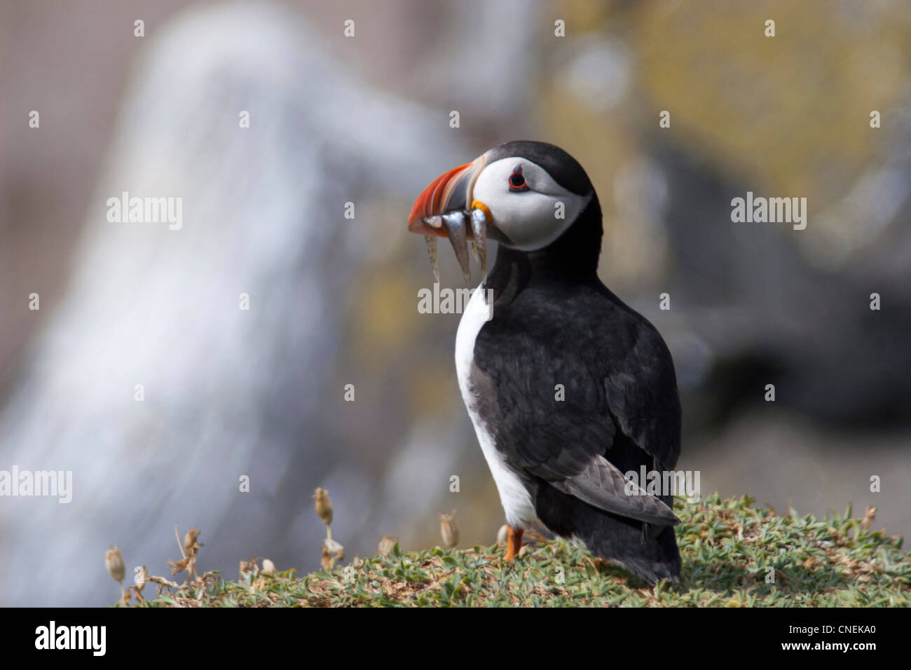 Puffins on the Isle of May in The Firth of Forth , Scotland Stock Photo Alamy